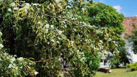Linden tree branches with green leaves and fruits, on a sunny summer day. Tilia cordata.の写真素材