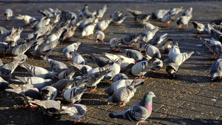 A flock of pigeons also called city doves, eating seeds, on the pavement in the city square.の写真素材