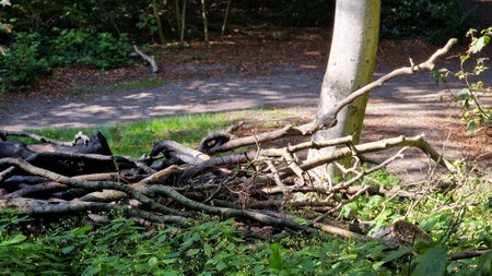 Close up of a pile of cut down tree branches, left in the city park.