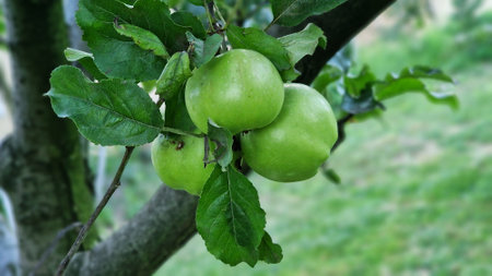 Close-up of organic green apples growing on apple tree, in orchard.