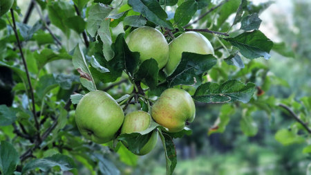 Close-up of organic green apples growing on apple tree, in orchard.の写真素材