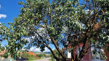 Organic plum tree with ripe plums on a background of blue sky, on a sunny summer day.