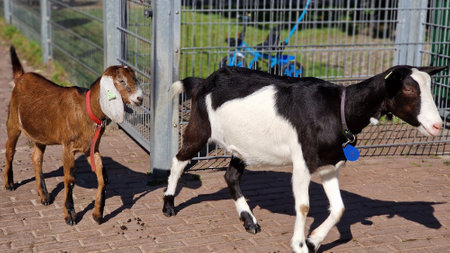 Domestic goats at the animal farm, on a sunny day in spring.