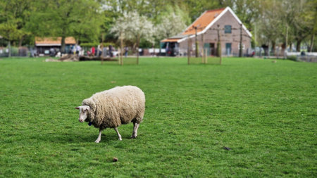 A white sheep at the animal farm, walking on green grass.の写真素材