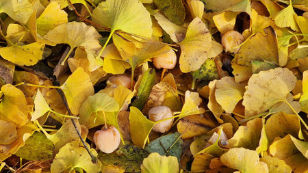 Ginkgo biloba yellow autumn leaves and fruits, fallen on the ground. Close-up view.の写真素材