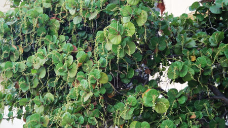 Tree branches of Coccoloba uvifera, sea grape or bay grape.