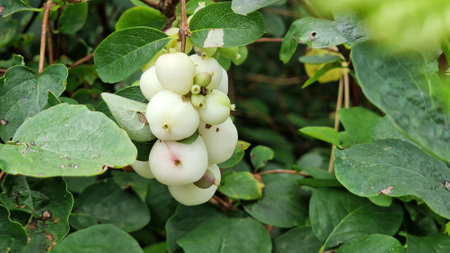 Branches with white berries of Symphoricarpos albus, commonly known as the snowberry, in the garden.