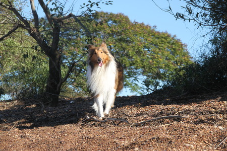 collie dogの写真素材