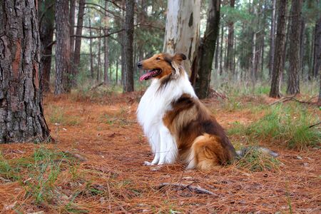 Collie Dogの写真素材