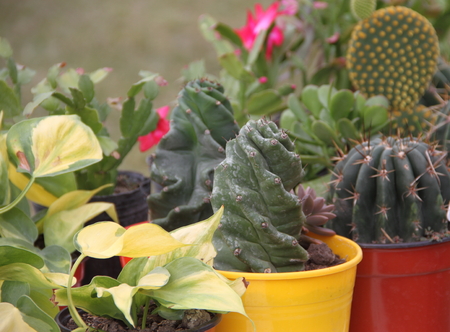 Cactus and succulentsの写真素材