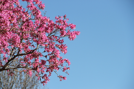 Pink lapachoの写真素材