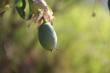 Fruit of Maracuyaの写真素材