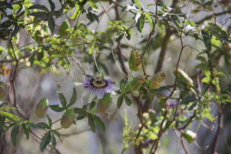 Maracuya flowerの写真素材