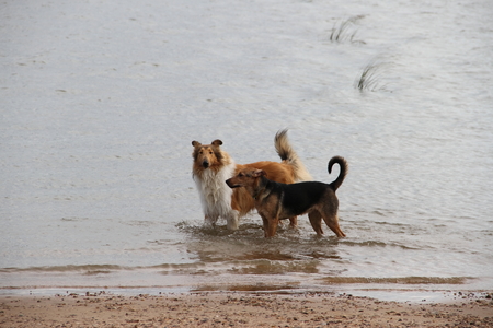 puppy collie on the beach pet friendlyの写真素材