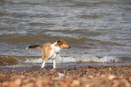 puppy collie on the beach pet friendlyの写真素材
