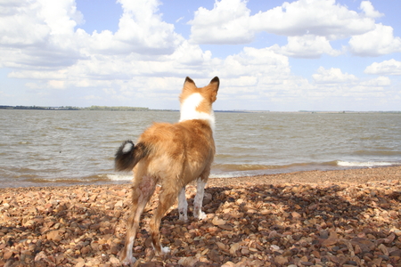 puppy collie watching the seaの写真素材