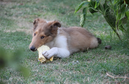 collie puppy playing on the green grassの写真素材