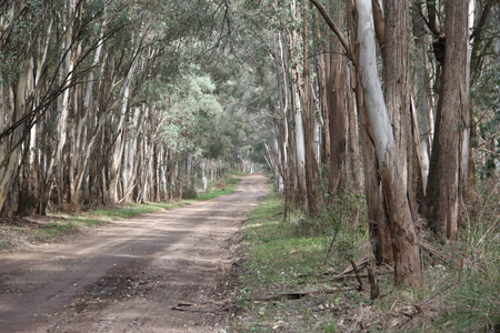 road landscape for eucalyptus forest in South Americaの写真素材