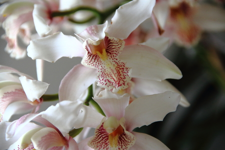 colorful orchid parasitic plants bloomed in springの写真素材