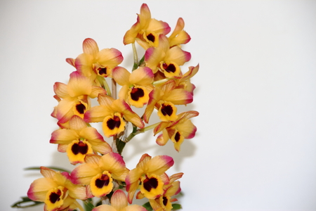colorful orchid parasitic plants bloomed in springの写真素材