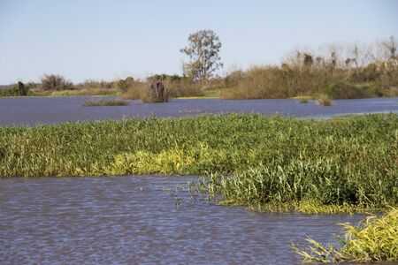 river very grown, vegetation south america