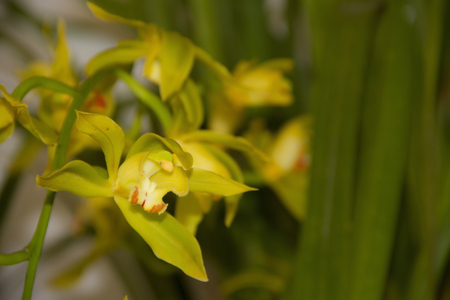 colorful orchid parasitic plants bloomed in springの写真素材