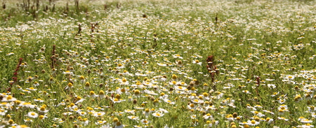 wild white daisies on mountain and riverの写真素材