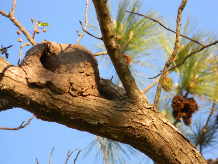 nest of baker on green and bare branchesの写真素材