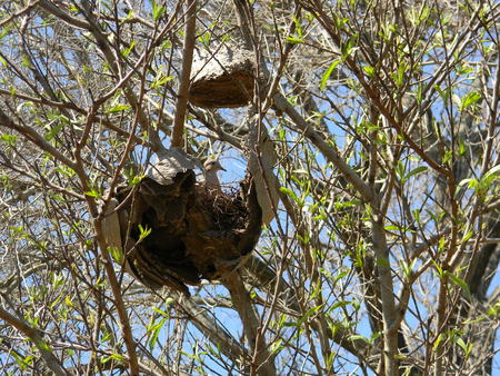 pigeon nests on an abandoned honeycombの写真素材