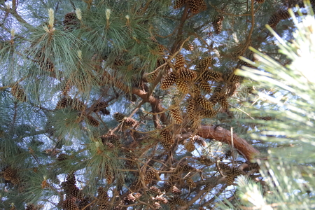 pine cones and pine cones fallen on the floor for Christmasの写真素材