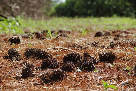 pine cones and pine cones fallen on the floor for Christmasの写真素材