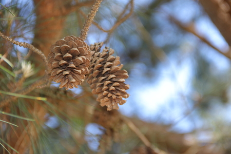 pine cones and pine cones fallen on the floor for Christmas