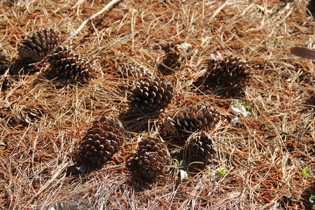 pine cones and pine cones fallen on the floor for Christmasの写真素材