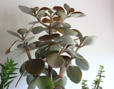 cactus and succulents in bloom in springの写真素材