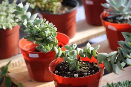 cactus and succulents in bloom in springの写真素材