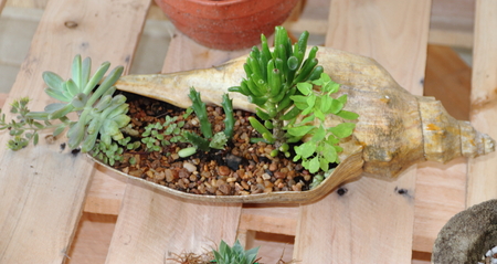 cactus and succulents in bloom in springの写真素材