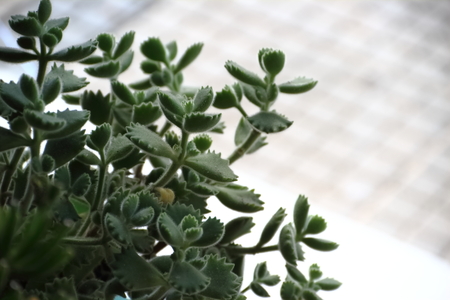 cactus and succulents in bloom in springの写真素材