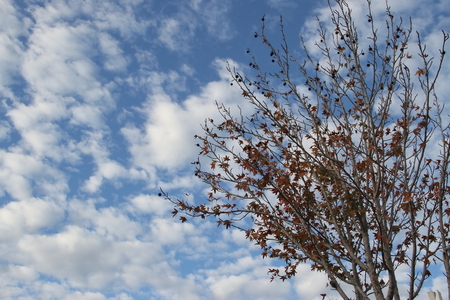branches of autumn afternoon sunny cloudy skyの写真素材