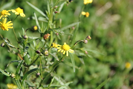 yellow wildflowers and roses bloomed in springの写真素材