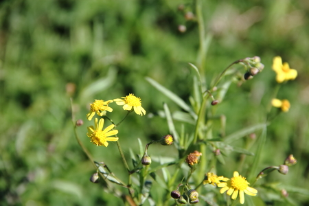 yellow wildflowers and roses bloomed in springの写真素材