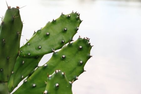 cactus and succulents with yellow flowers in springの写真素材
