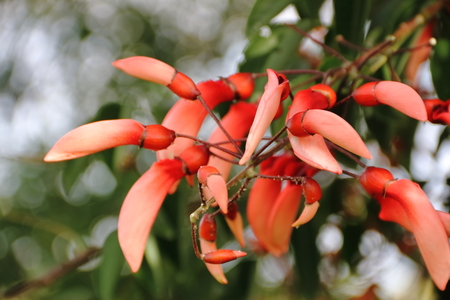 Erythrina crista galli native to South America national flower of Argentinaの写真素材