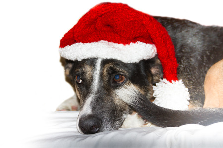 mongrel dog with christmas elf hat on white backgroundの写真素材