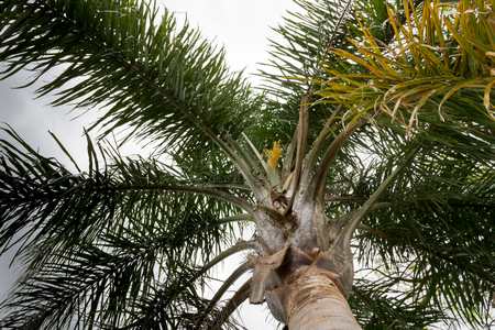 Palm tree seen from below with sprouts in summerの写真素材