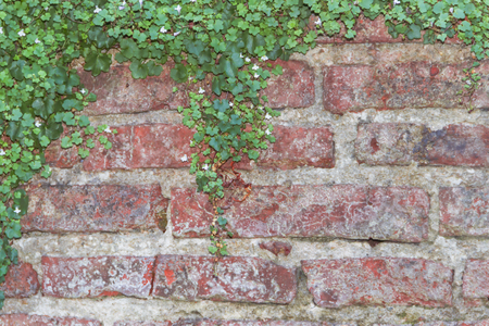 bricks background with ivy with white flowersの写真素材