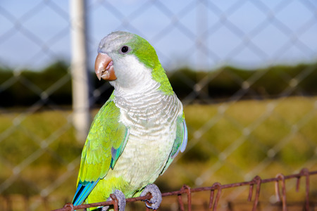 parrot with green feathers on the farm and blue