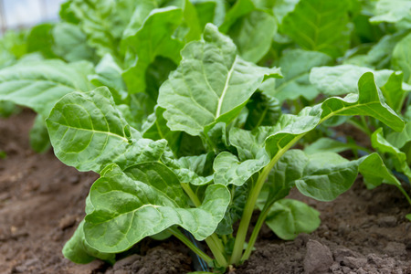 Green chard plantation in the organic garden