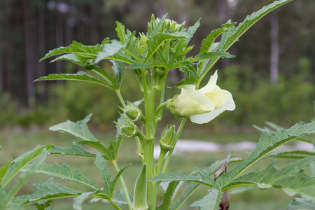 plantation of Turkish shacks in organic garden