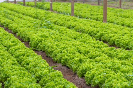 plantation of lettuce in a greenhouse in the organic gardenの写真素材