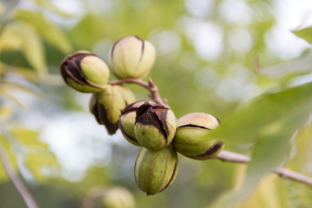 pecan nuts in the organic garden plant
